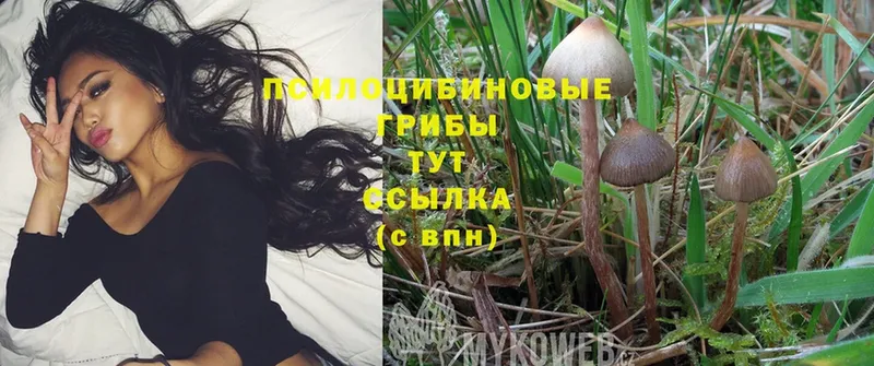 Псилоцибиновые грибы Psilocybe  блэк спрут как зайти  Билибино 